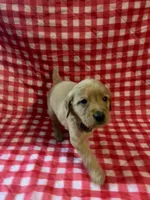 Grey Boy, a female Golden Retriever for sale in Juliette, GA – 4 of 4