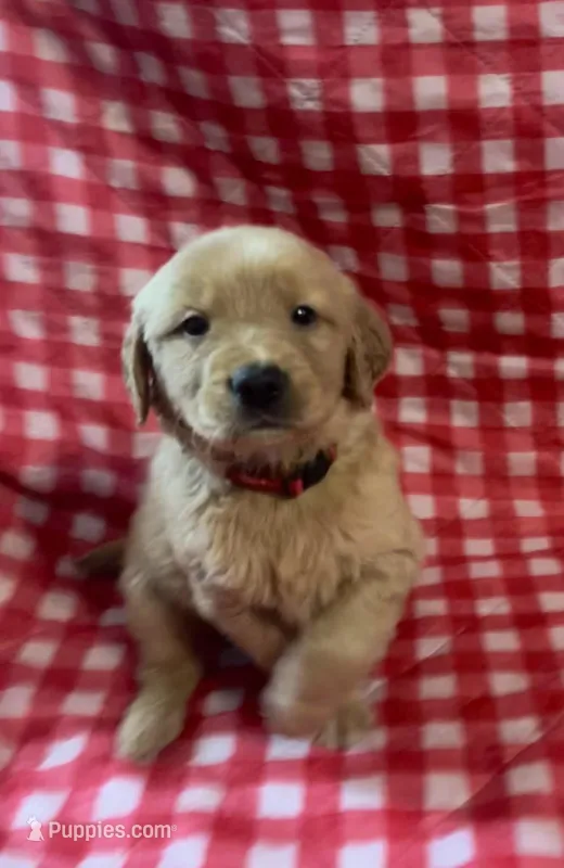 Red boy – Golden Retriever puppy for sale in Juliette, GA