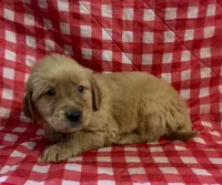 Red boy, a male Golden Retriever for sale in Juliette, GA – 7 of 10