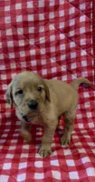 Grey Boy, a female Golden Retriever for sale in Juliette, GA – 3 of 4