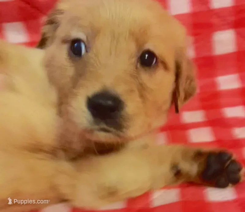 Orange girl – Golden Retriever puppy for sale in Juliette, GA