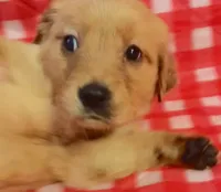 Orange girl, a female Golden Retriever for sale in Juliette, GA – 1 of 4