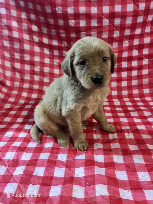 Yellow girl – Golden Retriever puppy for sale in Juliette, GA