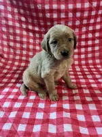 Yellow girl, a female Golden Retriever for sale in Juliette, GA – 1 of 5