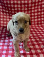 Orange girl, a female Golden Retriever for sale in Juliette, GA – 4 of 4