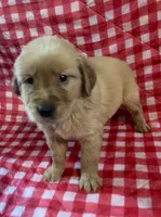 Black male, a male Golden Retriever for sale in Juliette, GA – 4 of 5