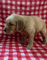 Black male, a male Golden Retriever for sale in Juliette, GA – 3 of 5