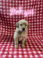 Pink Girl, a female Golden Retriever for sale in Juliette, GA – 2 of 7