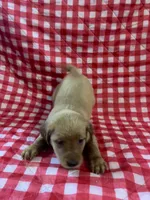 Yellow girl, a female Golden Retriever for sale in Juliette, GA – 4 of 5