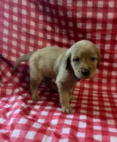 Grey Boy, a female Golden Retriever for sale in Juliette, GA – 2 of 4