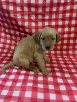 Yellow girl, a female Golden Retriever for sale in Juliette, GA – 2 of 5