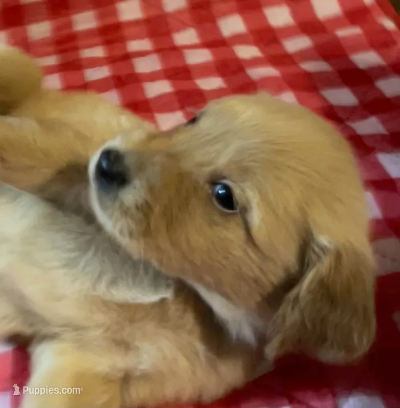 Green Boy – Golden Retriever puppy for sale in Juliette, GA