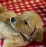 Green Boy, a male Golden Retriever for sale in Juliette, GA – 1 of 4