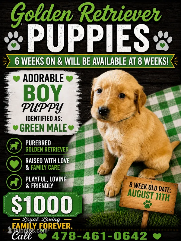 Green Boy – Golden Retriever puppy for sale in Juliette, GA