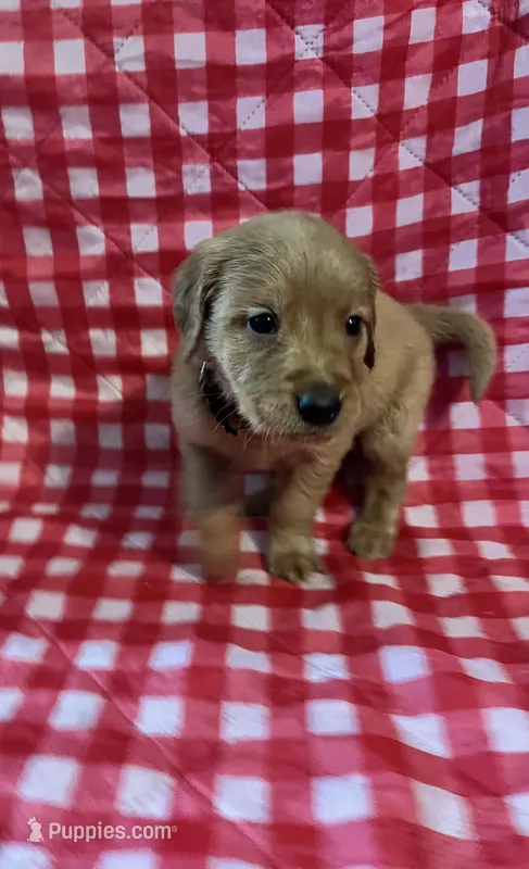 Grey Boy – Golden Retriever puppy for sale in Juliette, GA