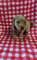 Grey Boy, a female Golden Retriever for sale in Juliette, GA – 1 of 4