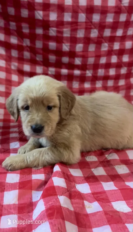 Pink Girl – Golden Retriever puppy for sale in Juliette, GA