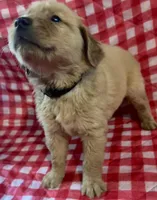 Black male, a male Golden Retriever for sale in Juliette, GA – 1 of 5