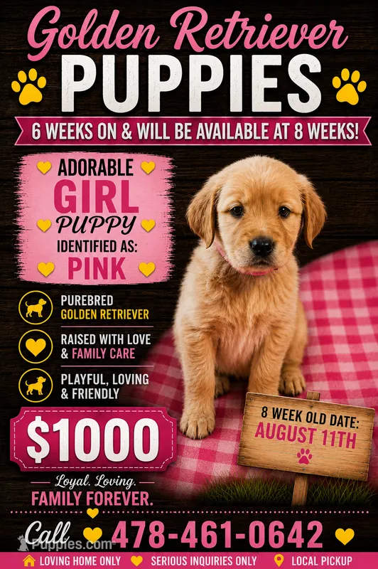 Pink Girl – Golden Retriever puppy for sale in Juliette, GA