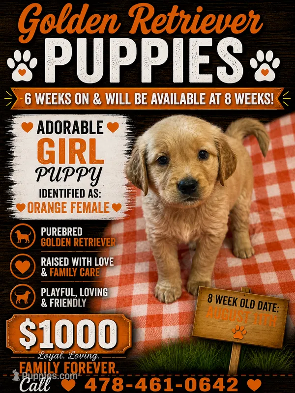 Orange girl – Golden Retriever puppy for sale in Juliette, GA