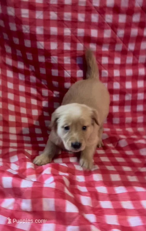 Purple girl – Golden Retriever puppy for sale in Juliette, GA