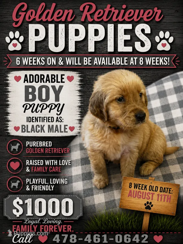 Black male – Golden Retriever puppy for sale in Juliette, GA
