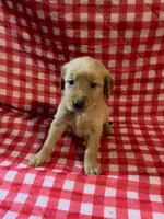 Green Boy, a male Golden Retriever for sale in Juliette, GA – 3 of 4