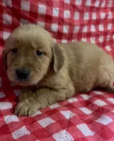 Red boy, a male Golden Retriever for sale in Juliette, GA – 6 of 10