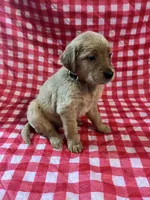 Yellow girl, a female Golden Retriever for sale in Juliette, GA – 3 of 5