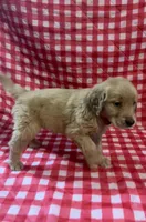 Red boy, a male Golden Retriever for sale in Juliette, GA – 10 of 10