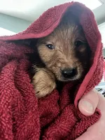 Red boy, a male Golden Retriever for sale in Juliette, GA – 2 of 10