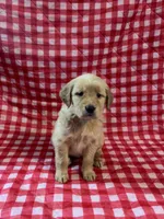 Pink Girl, a female Golden Retriever for sale in Juliette, GA – 3 of 7