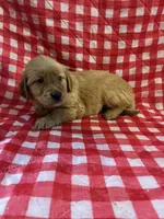 Red boy, a male Golden Retriever for sale in Juliette, GA – 4 of 10