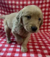Red boy, a male Golden Retriever for sale in Juliette, GA – 8 of 10