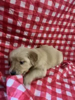 Pink Girl, a female Golden Retriever for sale in Juliette, GA – 6 of 7
