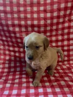 Orange girl, a female Golden Retriever for sale in Juliette, GA – 3 of 4