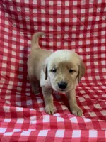 Pink Girl, a female Golden Retriever for sale in Juliette, GA – 7 of 7
