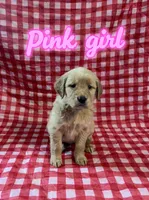 Pink Girl, a female Golden Retriever for sale in Juliette, GA – 5 of 7
