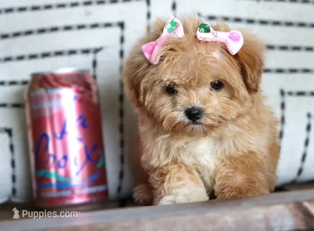 Patootie – Maltipoo puppy for sale in Ruston, LA