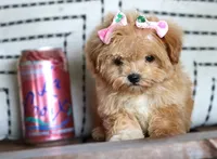 Patootie, a female Maltipoo for sale in Ruston, LA – 1 of 10