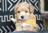 Roscoe, a male Maltipoo for sale in Ruston, LA – 3 of 3