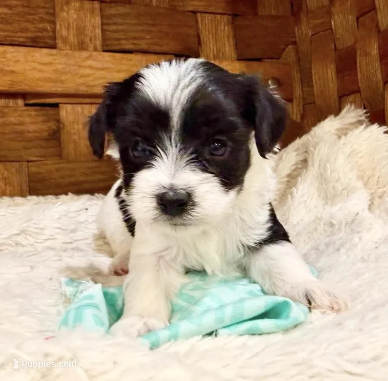Ozzy – Maltipoo puppy for sale in Ruston, LA
