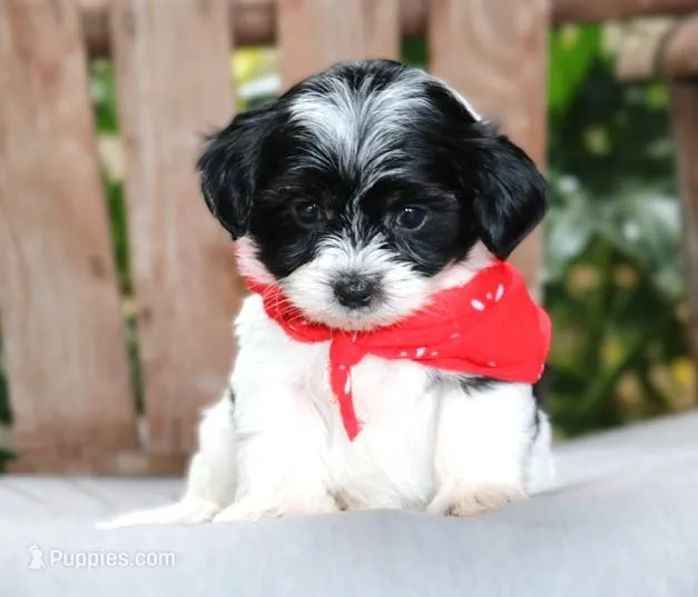 Ozzy – Maltipoo puppy for sale in Ruston, LA