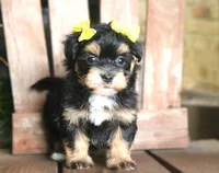 Flora Mae, a female Havanese for sale in Ruston, LA – 6 of 6