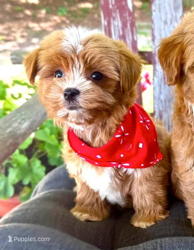 Dodge – Havanese puppy for sale in Ruston, LA