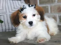 Lulu, a female Havanese for sale in Ruston, LA – 1 of 2