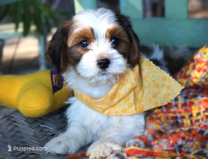 Jarvis, a male Cavalier King Charles Spaniel and Havanese for sale in Ruston, LA – 1 of 2