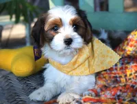 Jarvis, a male Cavalier King Charles Spaniel and Havanese for sale in Ruston, LA – 1 of 2