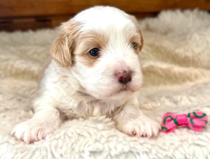 Sasha – Havanese puppy for sale in Ruston, LA