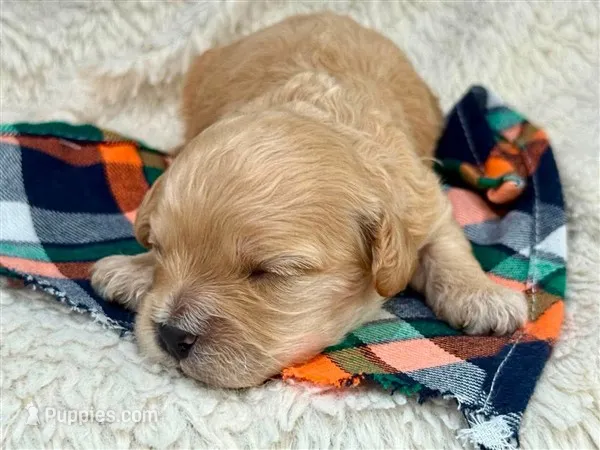 Mateo – Cavachon puppy for sale in Ruston, LA